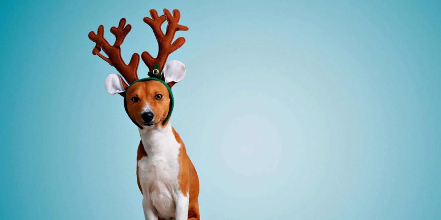 Hiring for Christmas: be a recruitment reindeer, not just a donkey